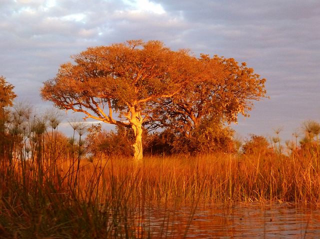 093-okavangodelta-058-mokoro-aankomst copy.jpg - avondstemming, Okavangodelta, Botswana
